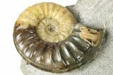 Fossil Jurassic Ammonite (Asteroceras) Cluster - Dorset, England #265208-3